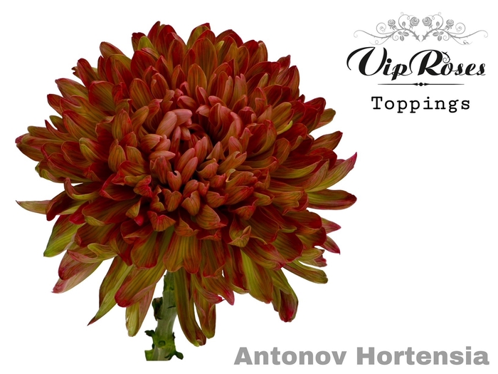 <h4>CHR G ANTONOV HORTENSIA</h4>