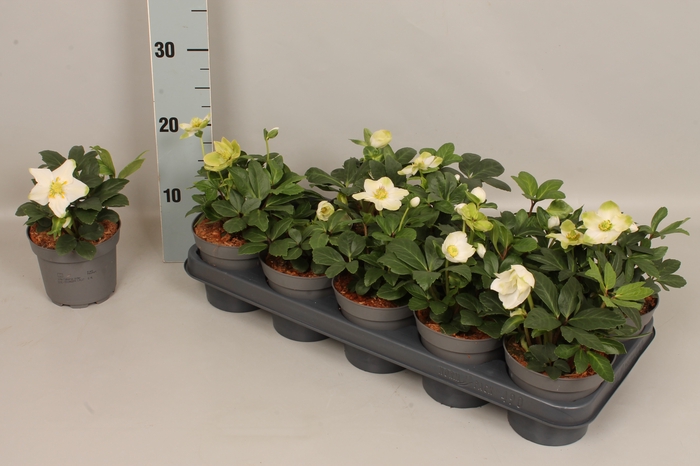 <h4>Helleborus Advant Star</h4>