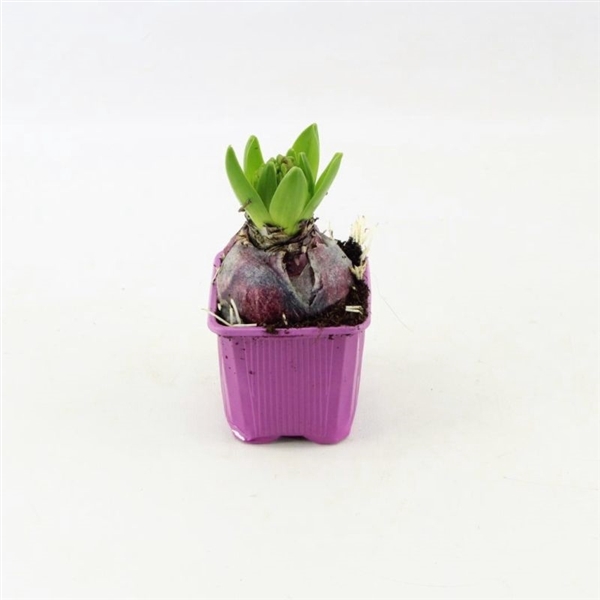 <h4>Hyacinthus Purple Sensation</h4>