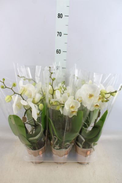 <h4>Phalaenopsis 'spirit White'</h4>