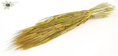 <h4>Hordeum per bunch yellow</h4>