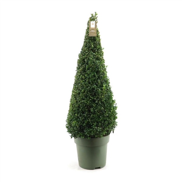 <h4>Buxus semp. Pyramid 80-90cm</h4>