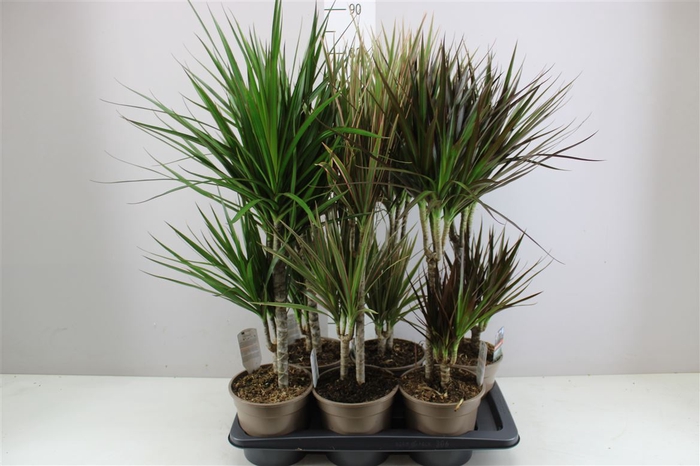<h4>Dracaena Gemengd 30-10</h4>