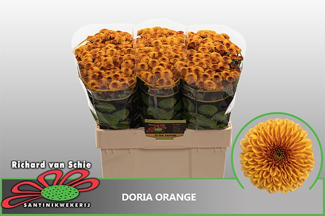 <h4>Chr San Doria Orange</h4>