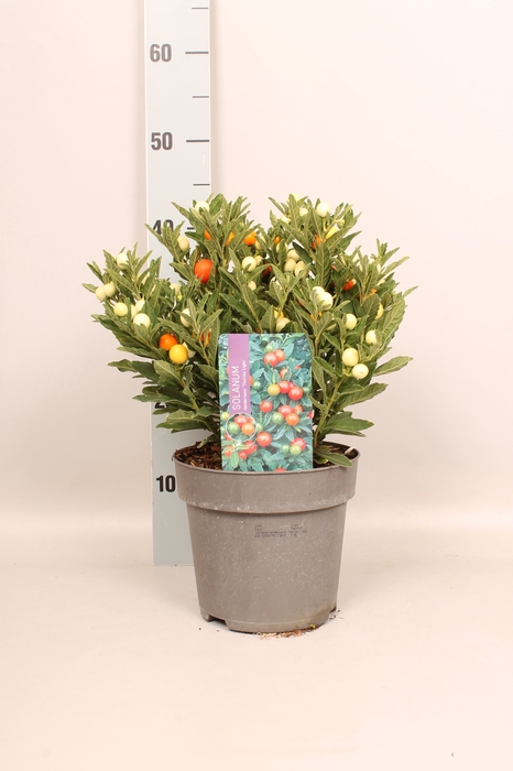 <h4>Perkplanten 19 cm Solanum Thurino Light kleurtonend</h4>