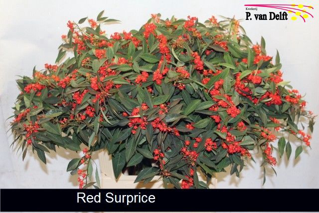<h4>Euphorbia sp red surprise</h4>
