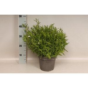 vaste planten 19 cm  Achillea ptarmica Pearl