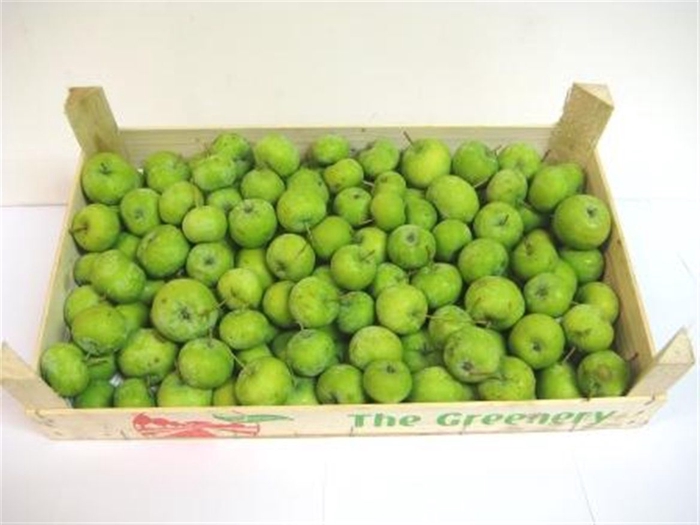 <h4>Appels Groen 5 Kg</h4>