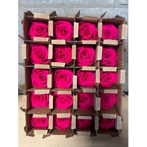 Roos bulk hot pink