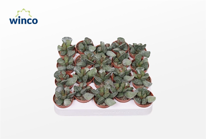 <h4>Adromischus Cooperii</h4>