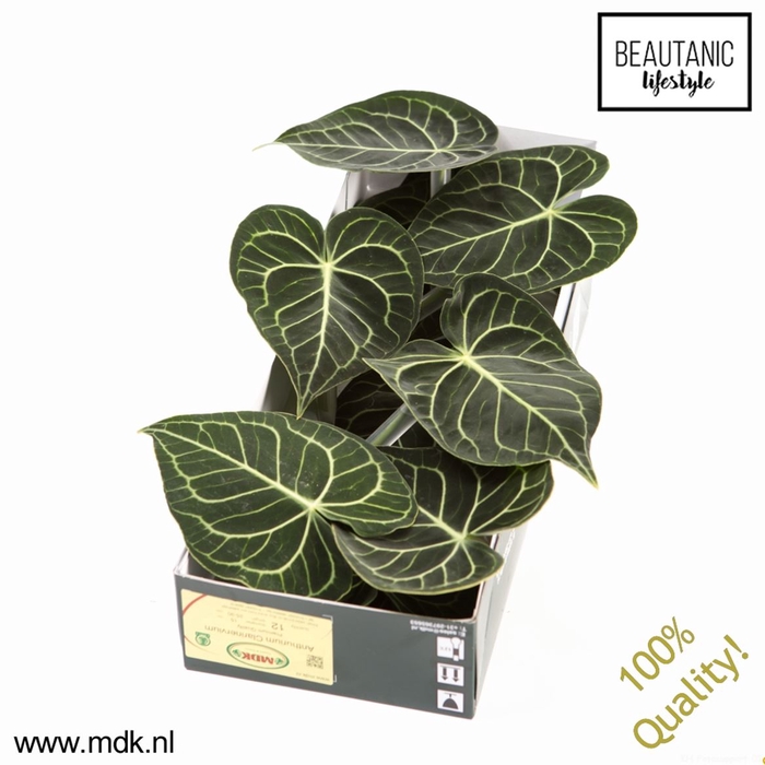 <h4>Leaf anthurium clarinervium</h4>
