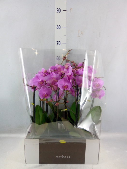 <h4>Phalaenopsis ...rose</h4>