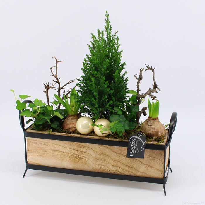 <h4>HYCXM-2304 Hyacint Kerst</h4>