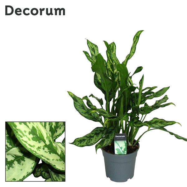 <h4>Aglaonema Miss Julliette</h4>