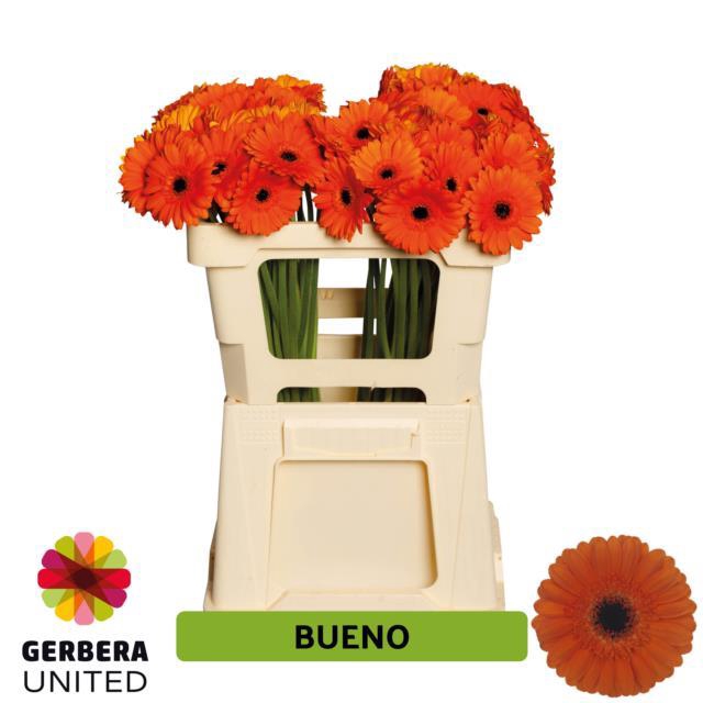 <h4>Germini bueno</h4>