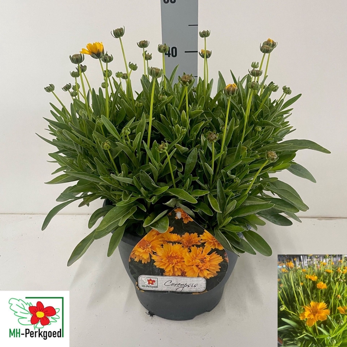 <h4>Coreopsis grandiflora Early Sunrise</h4>