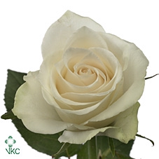 <h4>Rosa la athena</h4>