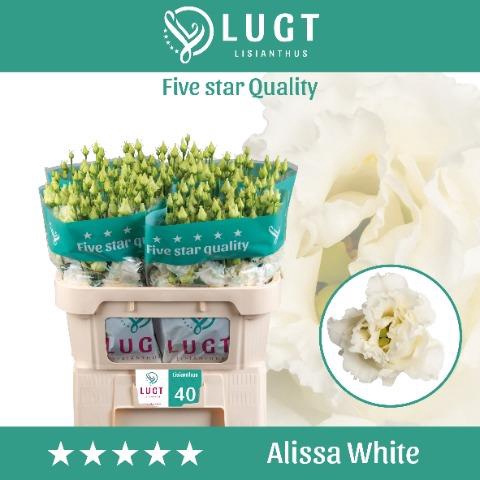 <h4>EUS G ALISSA WHITE</h4>