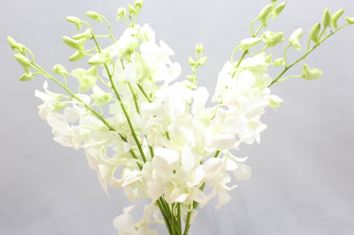<h4>Dendrobium big white</h4>