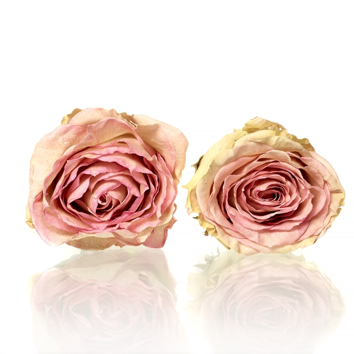 <h4>Rose Esperance bright pink 5-5,5cm</h4>