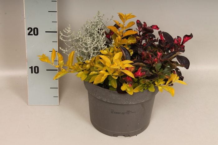 vaste planten 19 cm  Alternanthera, Calocephalus, Durante
