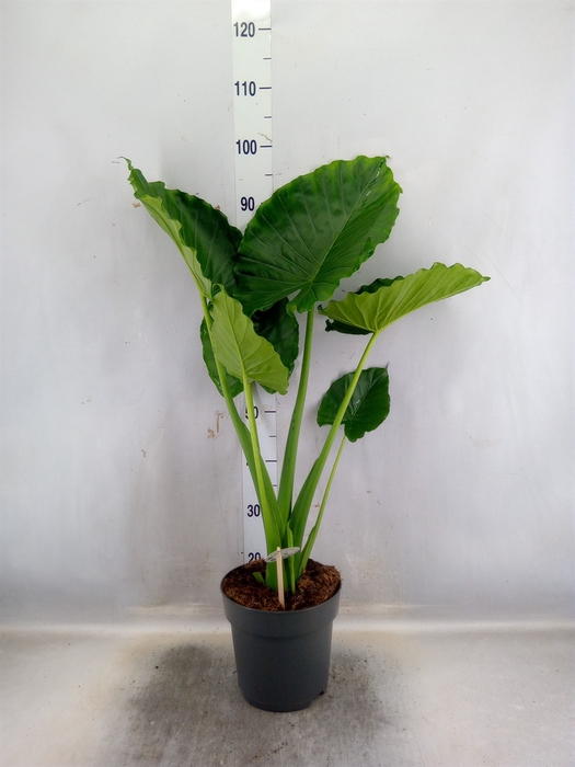<h4>Alocasia gageana</h4>