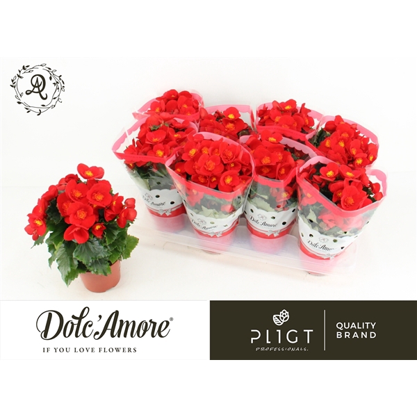 <h4>Begonia Sweeties Rood P12 Dolc'Amore®</h4>