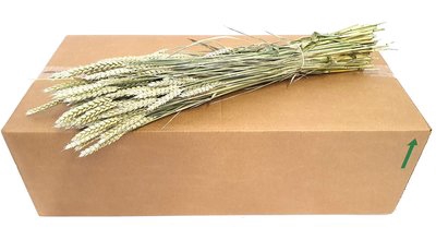 <h4>Triticum per bunch frosted white</h4>