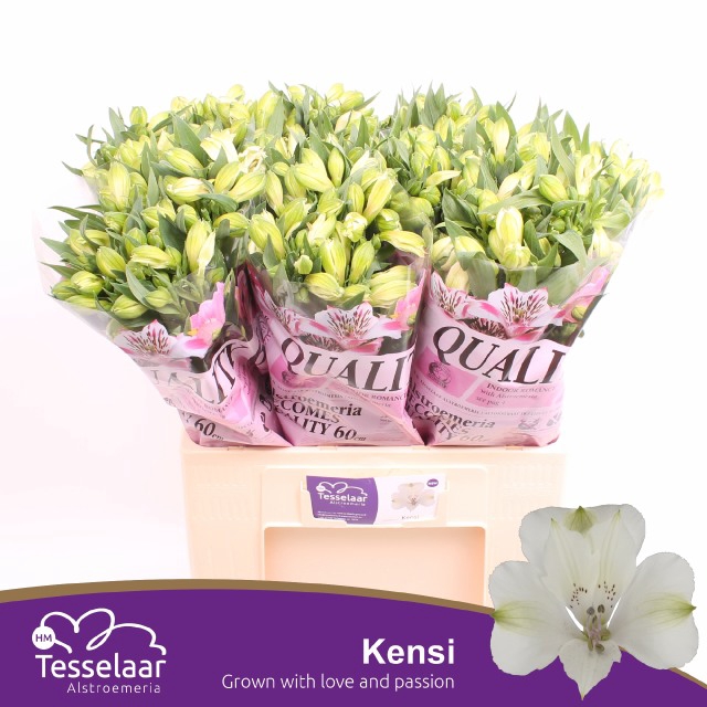 <h4>ALSTR KENSI</h4>