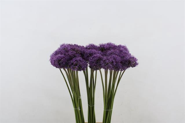 <h4>Allium gladiator</h4>