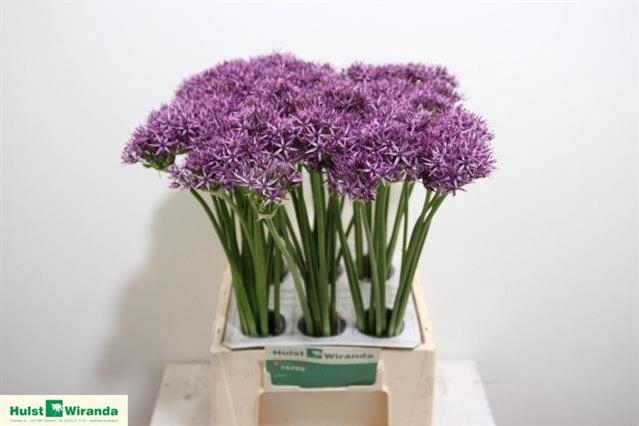 <h4>Allium violet beauty</h4>