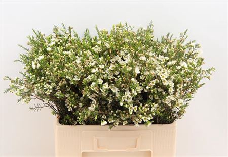 <h4>Chame Crystal Pearl Wit 60cm</h4>