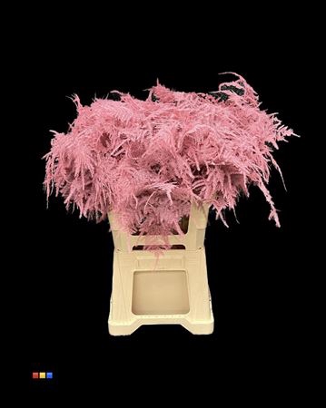 <h4>Asp Lang Pink</h4>