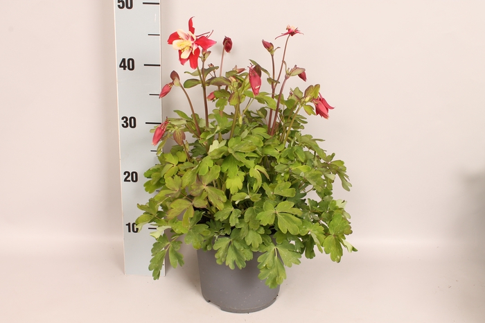 <h4>vaste planten 19 cm  Aquilegia Red & White</h4>