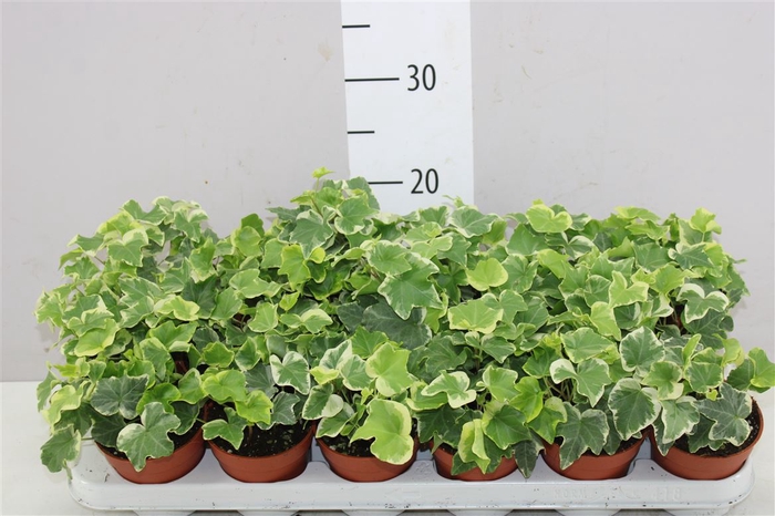 <h4>Hedera He Tonny</h4>