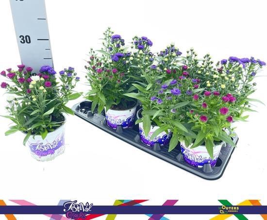 <h4>ASTER SHOWM GEM</h4>