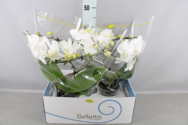 <h4>Phalaenopsis   ...white</h4>