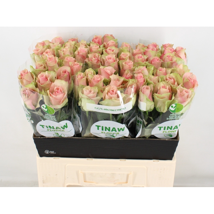 <h4>R GR BELLE ROSE</h4>