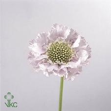 <h4>Scabiosa lisa</h4>