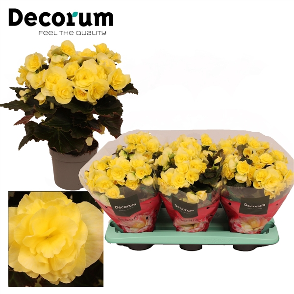 <h4>Begonia ''Mistiq Yellow'' Geel</h4>