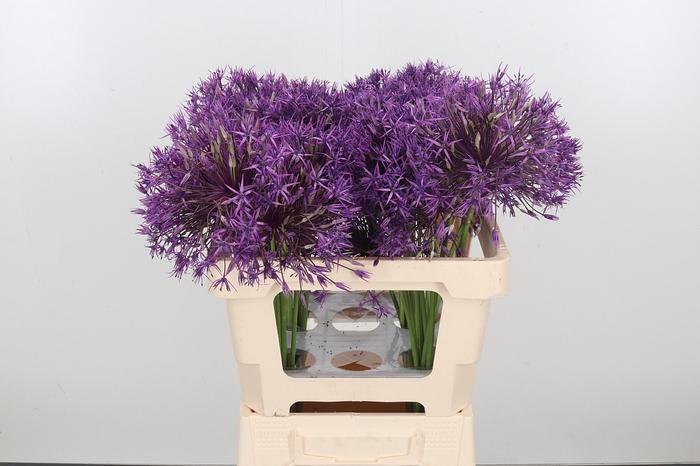 <h4>Allium Purple Rain</h4>