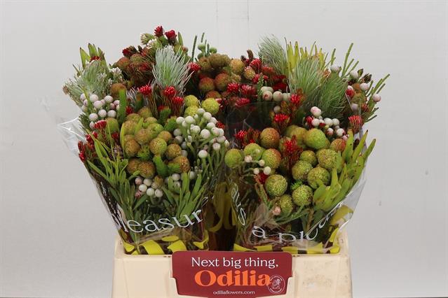 <h4>Cape green bq mountain mix</h4>