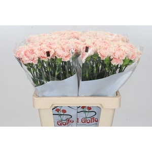 Dianthus St Lady Cappuccino