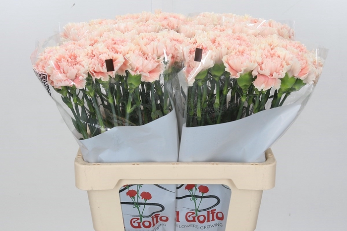 <h4>Dianthus St Lady Cappuccino</h4>
