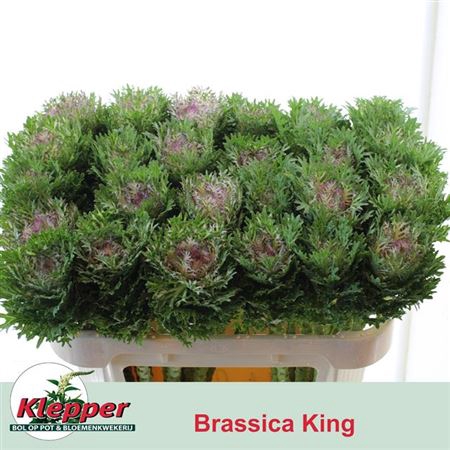 <h4>Brass Crane King</h4>