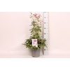 vaste planten 19 cm  Anemone Praecox