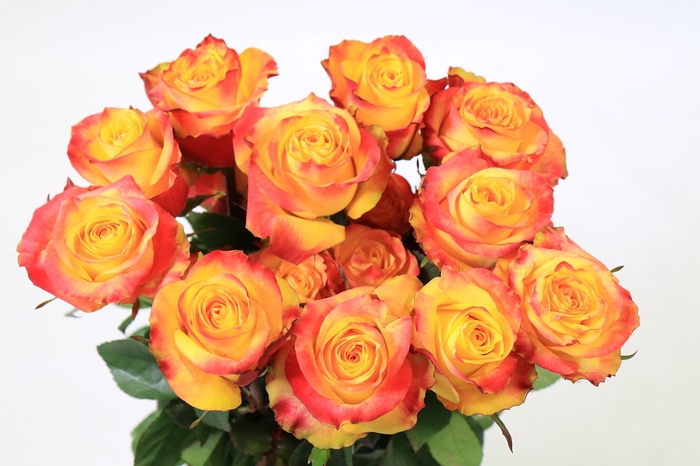 <h4>Rosa ec news flash</h4>