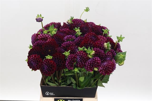 <h4>Dahlia ivannetti</h4>