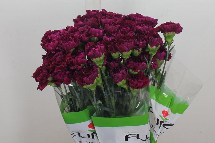 <h4>Di St Golem Purple</h4>