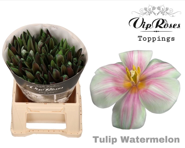 <h4>Tulipa si paint watermelon</h4>